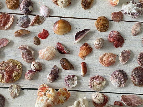 shells