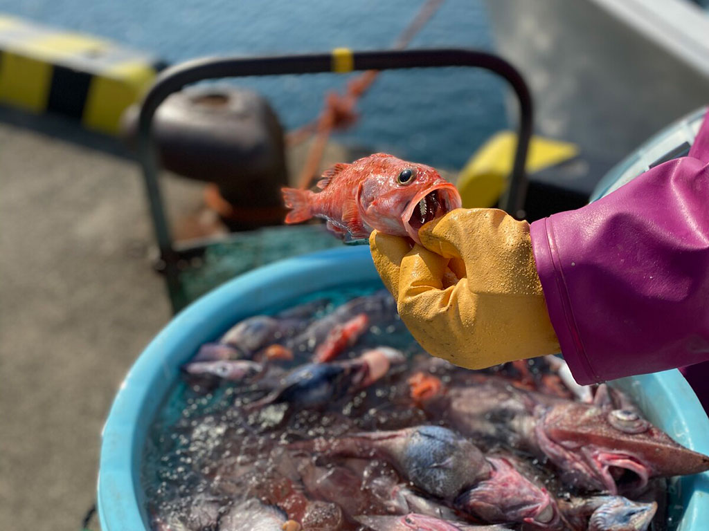 戸田深海魚がミシュラン認定の 日本橋蕎ノ字 で食べられるみたい 沼津つーしん 戸田深海魚がミシュラン認定の 日本橋蕎ノ字 で食べられるみたい 沼津つーしん