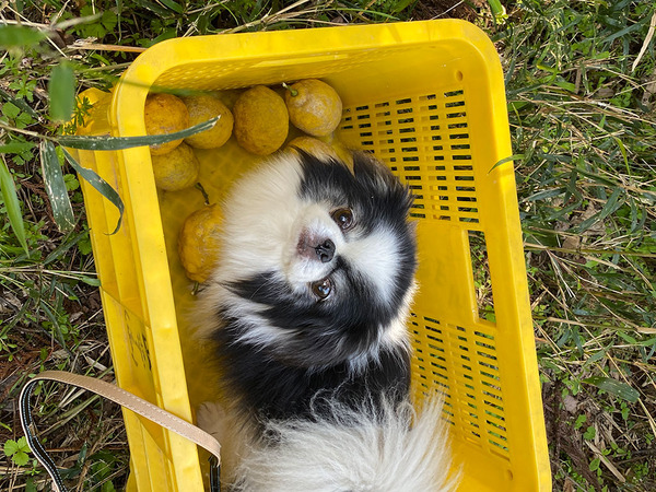 lemondog