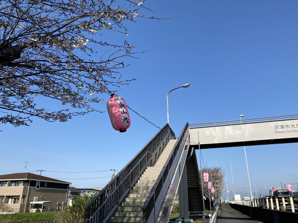 hakuinzakura (3)