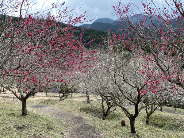 nankoubai (2)