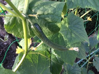 797951CB-9688-458D-9DE3-359DE0A6CB4B