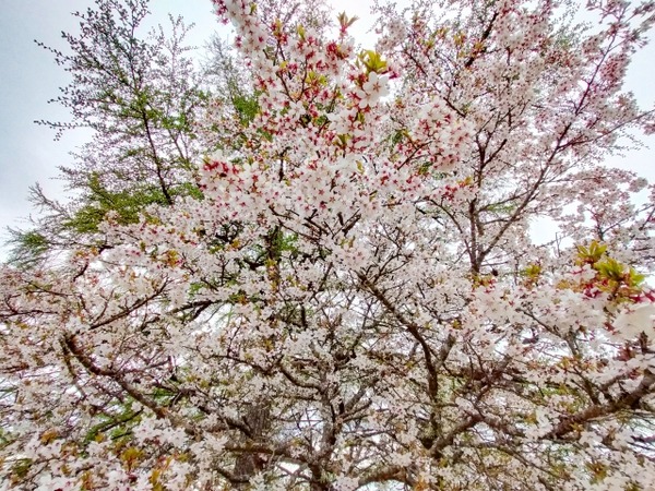 kingkang (7)