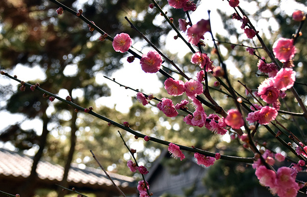 ume (3)