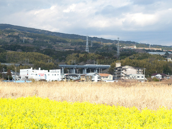 nanohana (16)