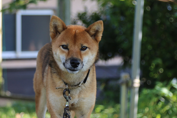 inu03