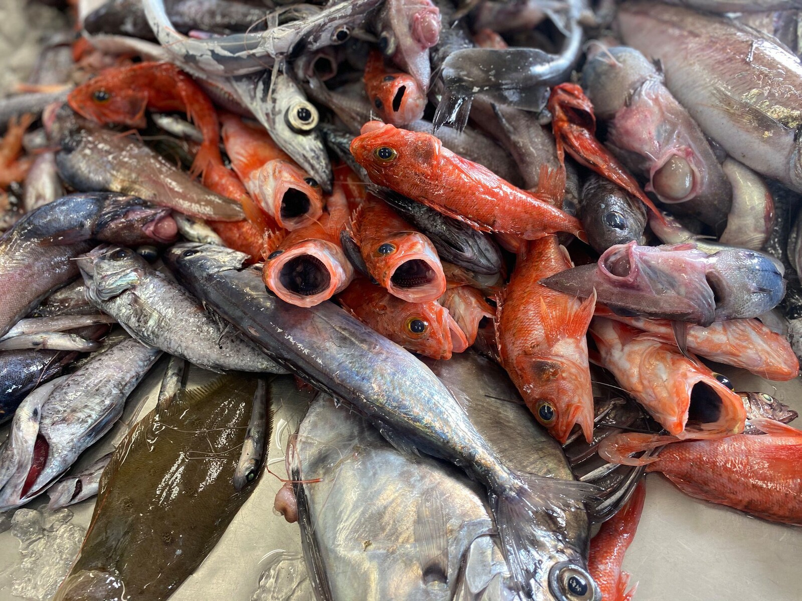 漁師さんとともに 沼津市戸田で深海魚直送はじまりました 沼津つーしん 漁師さんとともに 沼津市戸田で深海魚直送はじまりました 沼津つーしん