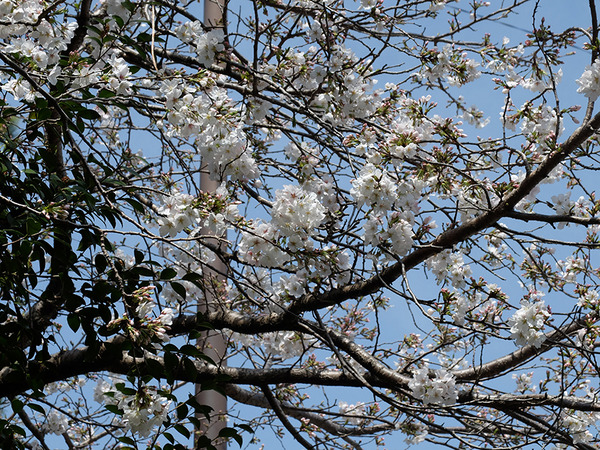 senbonkaidou (3)