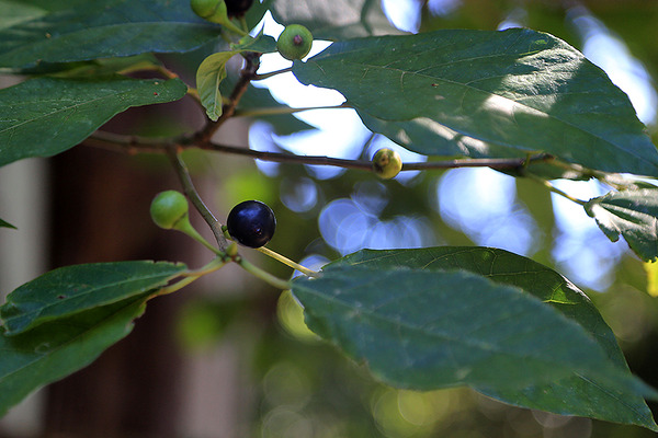 byakushing (6)