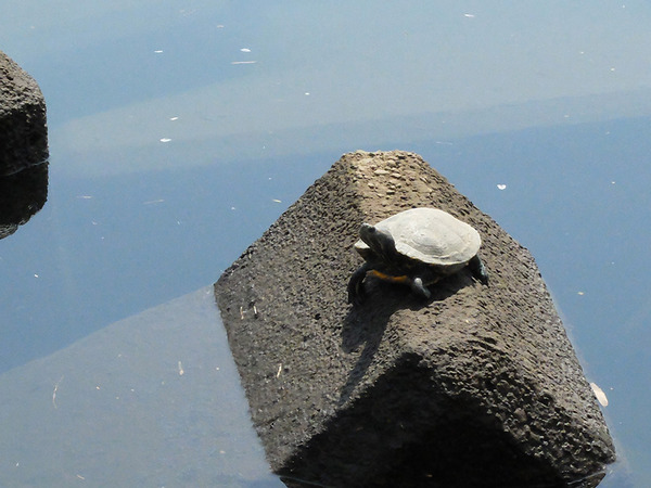 気温もちょうどよくて気持ちがいい狩野川で亀が甲羅干ししてた。（沼津市魚町）