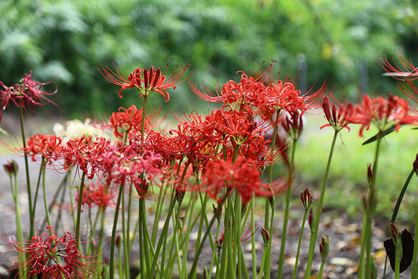 higanbana (9)