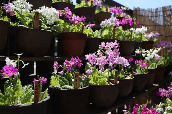 taishoen_springfes (14)