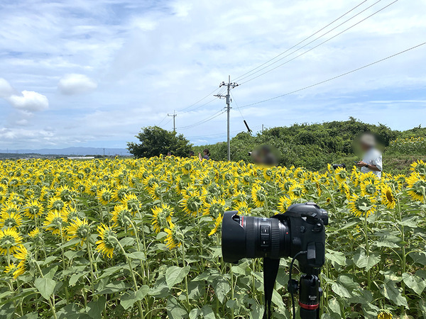 yellow6
