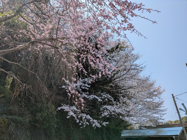 PXL_20260329_023205050