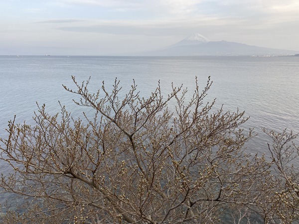 海と新芽