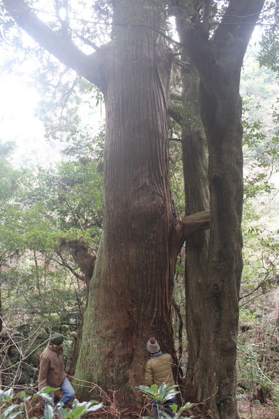 sacredtree