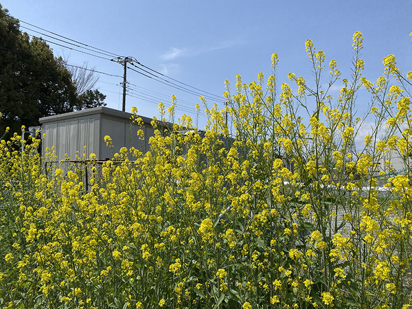 nanohana (3)