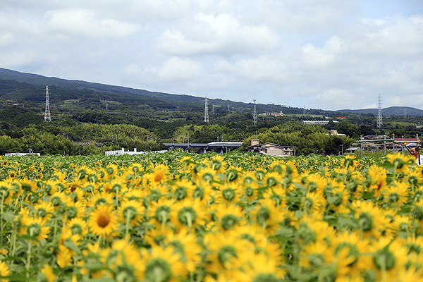 yellow8