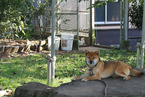 inu04