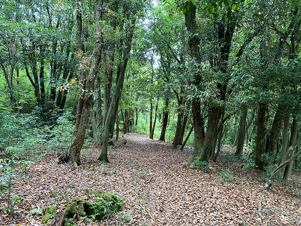 kinoko (11)