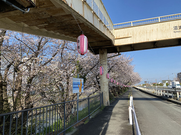 hakuinzakura (7)