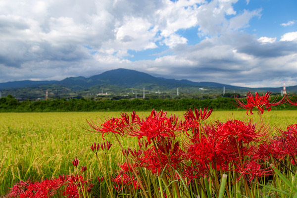 higanbana (6)