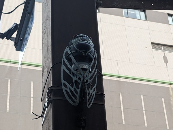 PXL_20230626_083153622