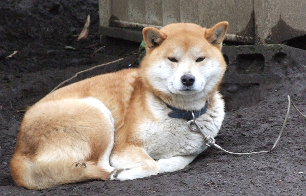 inu06