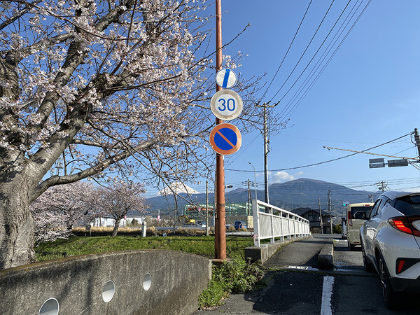 hakuinzakura (9)