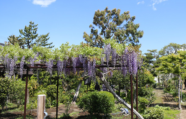 taisho05
