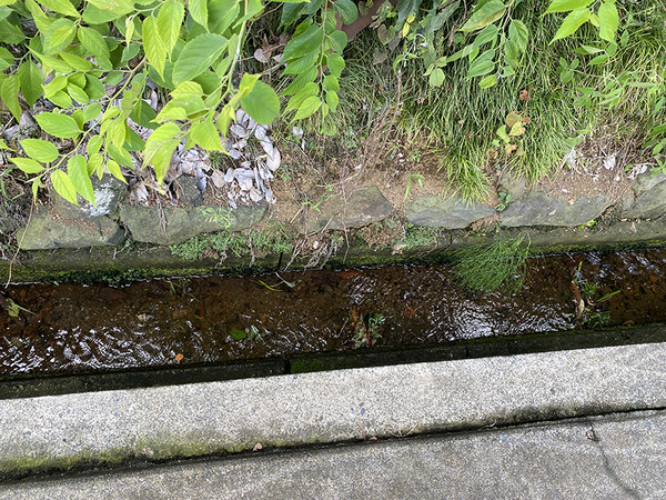 nozakisan (9)