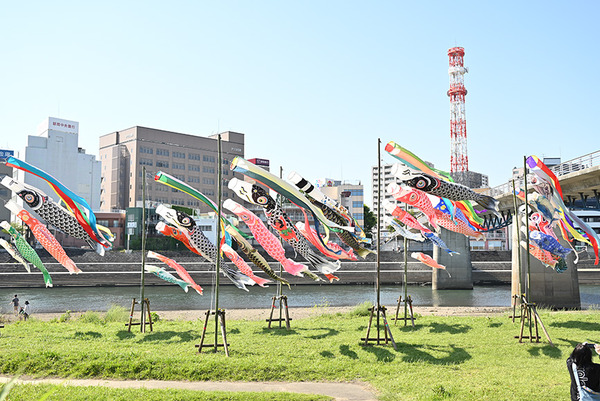 koinobori (1)