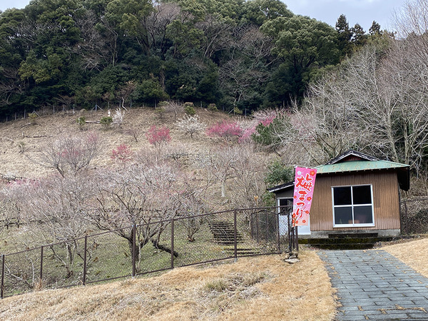 nankoubai (7)