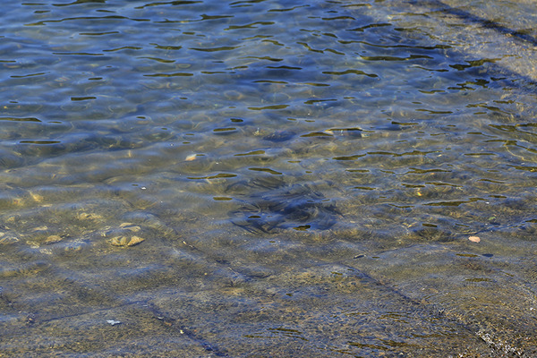 nagahamatankentai (7)