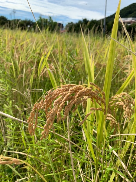 稲穂