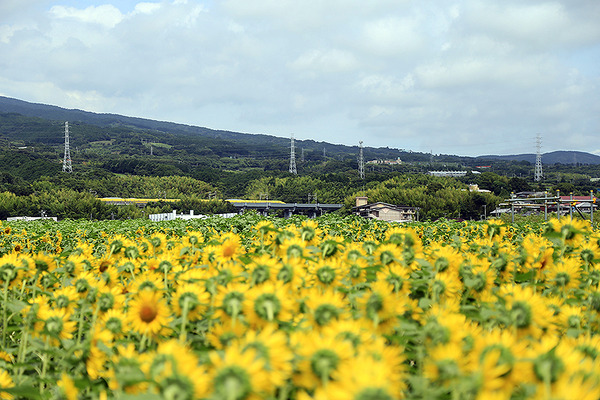 yellow9