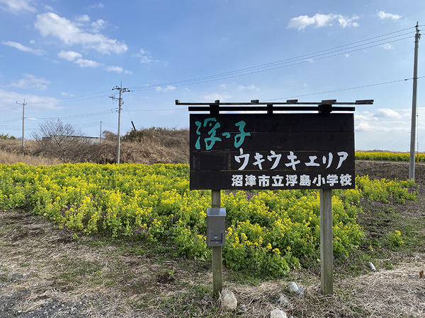 nanohana (21)