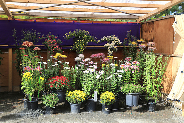 沼津御用邸記念公園hana・花・シンフォニー開幕しました。菊の花がきれいだよ。