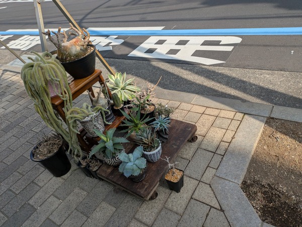 PXL_20250302_041513691