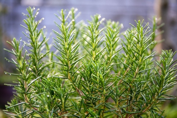 herbalLife (4)