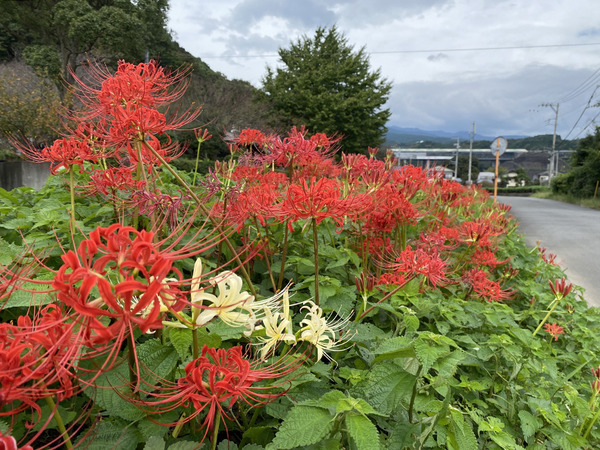 takahashigawa (10)