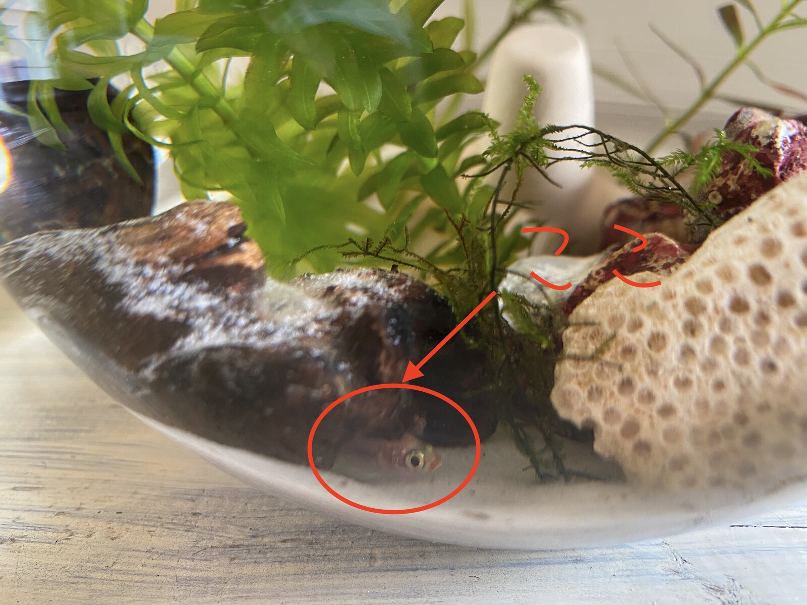 金魚 水をはく 金魚 水をはく