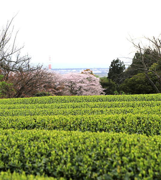 fujit (13)