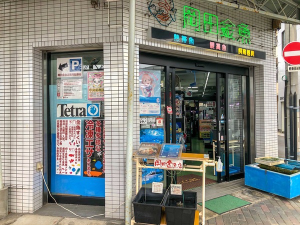 岡田金魚店