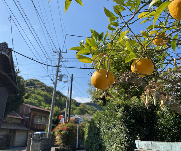 夏みかん