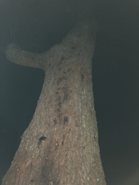 q03