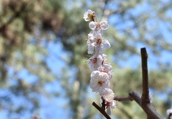 ume (8)