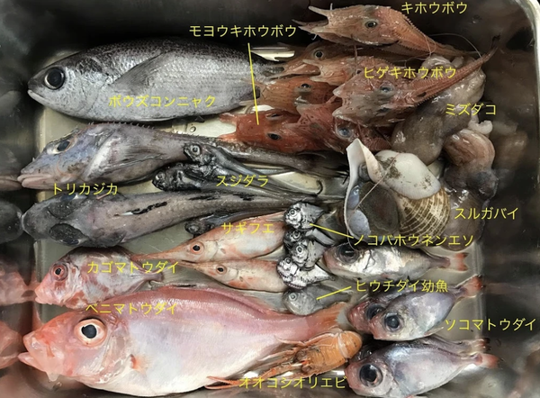 ヘンテコの内容