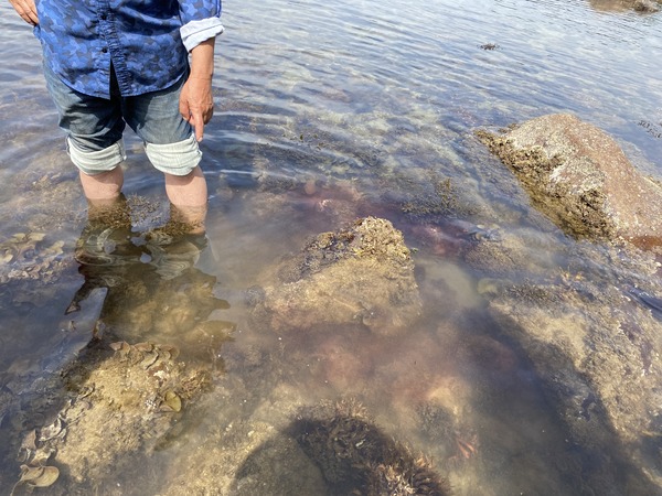 むらさきの液体