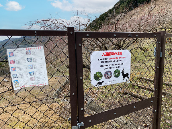 nankoubai-(6)